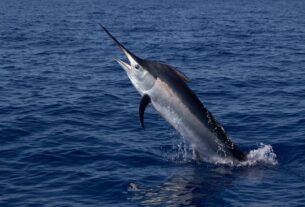 Sedang Asyik Berselancar Turis Italia Mati Tercucuk Ikan Marlin