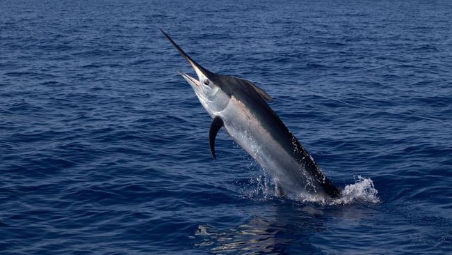 Sedang Asyik Berselancar Turis Italia Mati Tercucuk Ikan Marlin