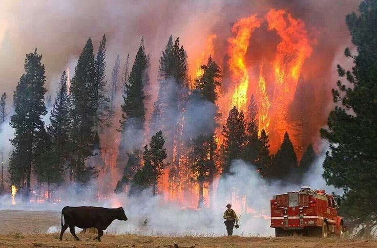 Kebakaran di Los Angeles